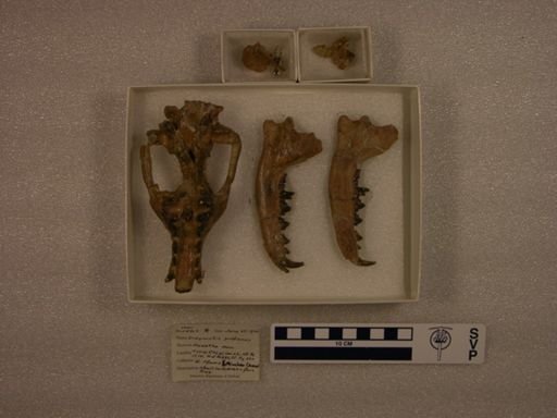 Didymictis protenus