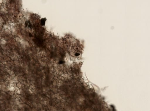 Chalinidae