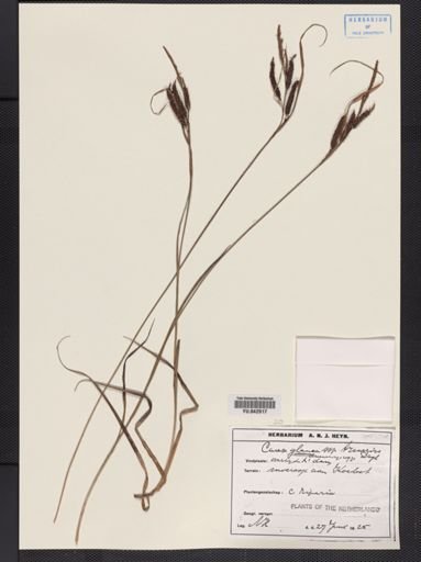Carex