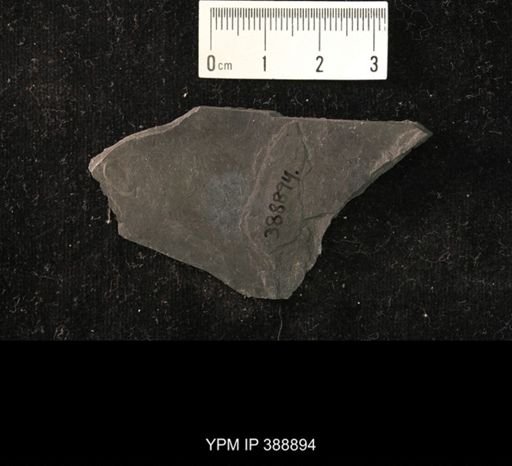 Hexapoda?