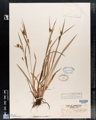 Carex granularis