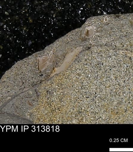 undet. Mollusca