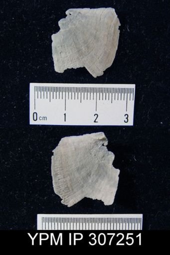 Strophomena sp.