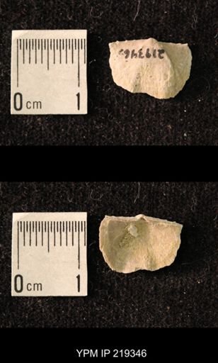 Chonetes granulifer