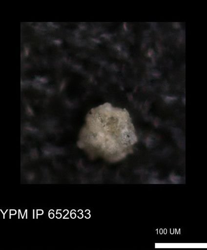 undet. Foraminiferida