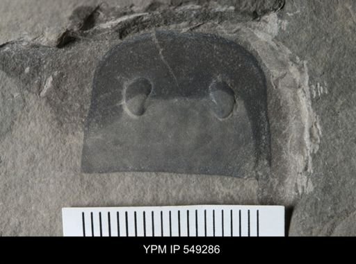 undet. Eurypterida