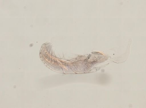 Platylepas hexastylos