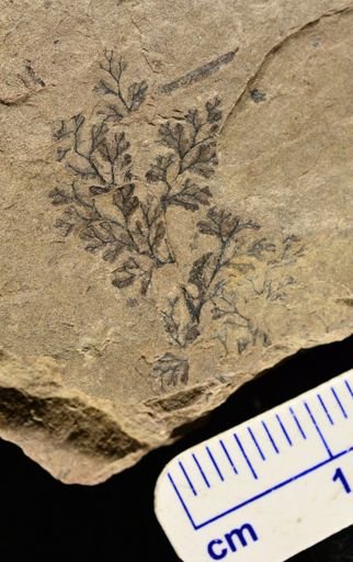 Sphenopteris sp.