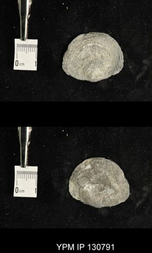 Spinatrypa spinosa
