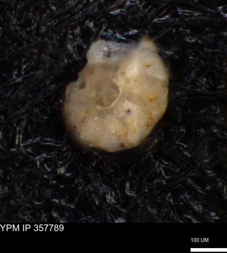 undet. Foraminiferida