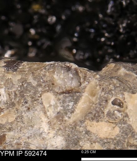 undet. Mollusca