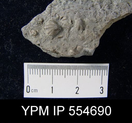 Hyattidina congesta junea