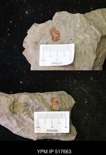 undet. Echinodermata