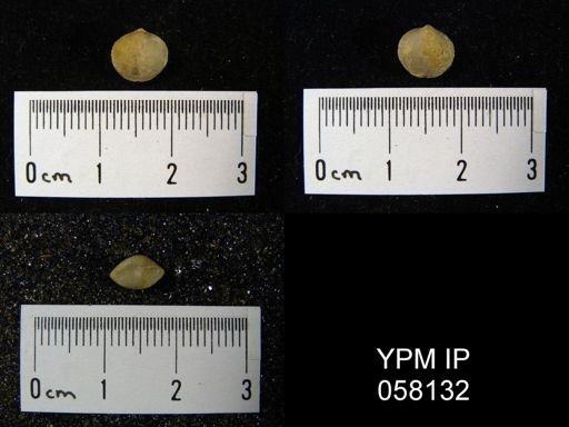 Nucleospira ventricosa