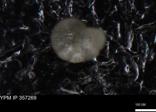undet. Foraminiferida
