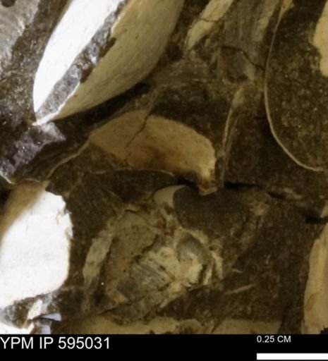 Protocardia sp.