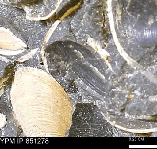 Limopsis striatopunctatus