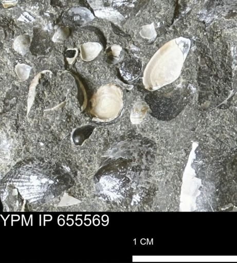 undet. Bivalvia