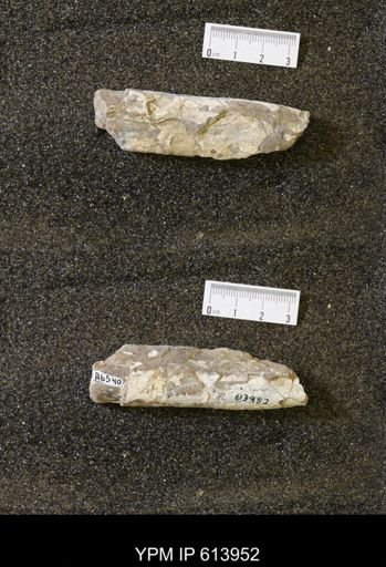 Baculites sp.