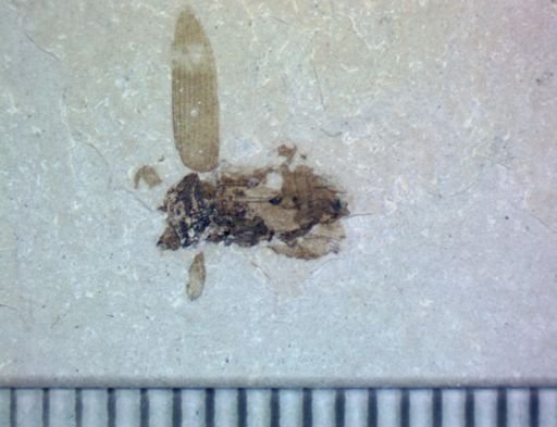 undet. Coleoptera