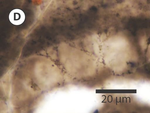 Variomargosphaeridium gracile
