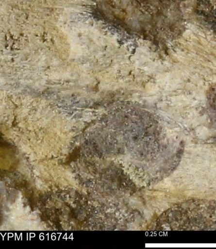 Teredo sp.