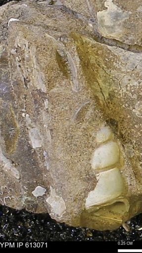 undet. Gastropoda