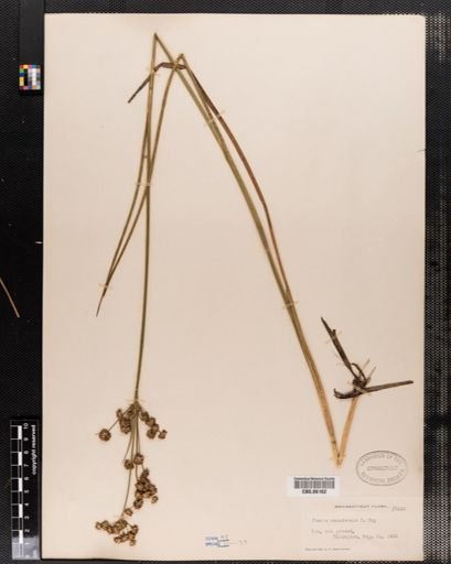 Juncus canadensis