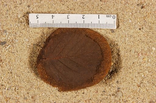 Betulites westii var. lanceolatum