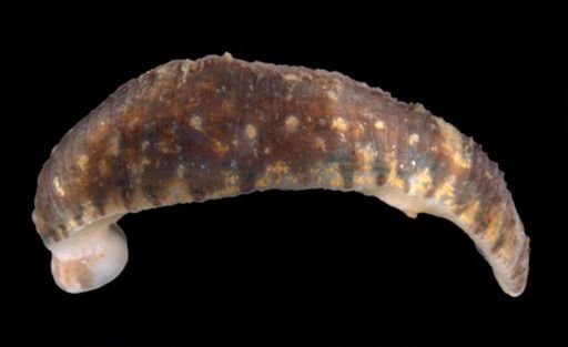 Hirudinea