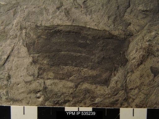 undet. Eurypterida