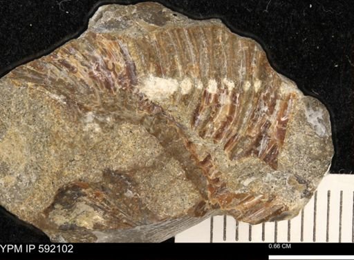 Hoploscaphites?