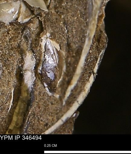 undet. Bivalvia