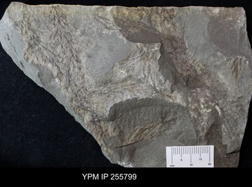 Bryozoa?