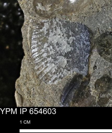 Oxytoma (Hypoxytoma) nebrascana