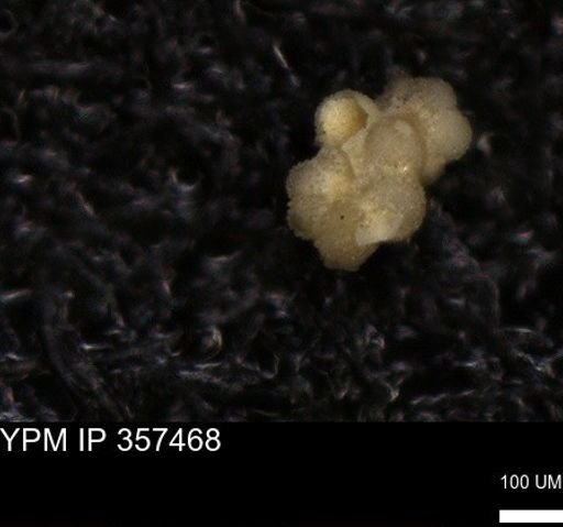 undet. Rugoglobigerinidae