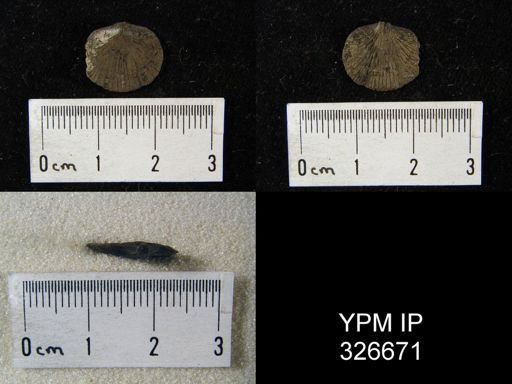 Paucicrura rogata