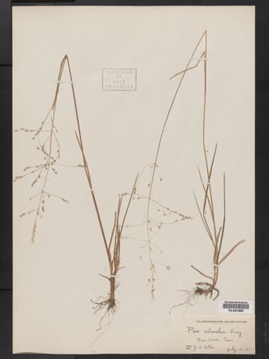 Poa alsodes