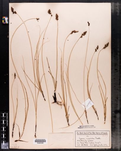 Carex praegracilis