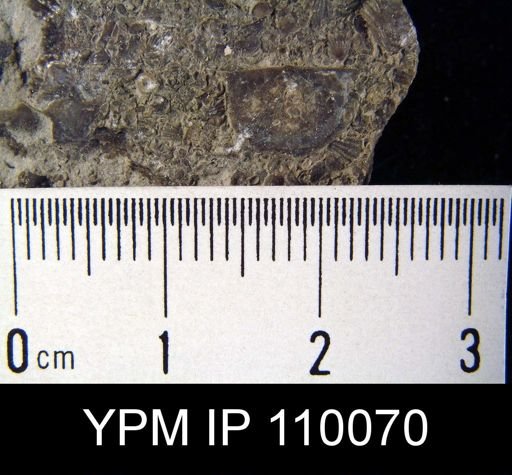 Brachyprion leda
