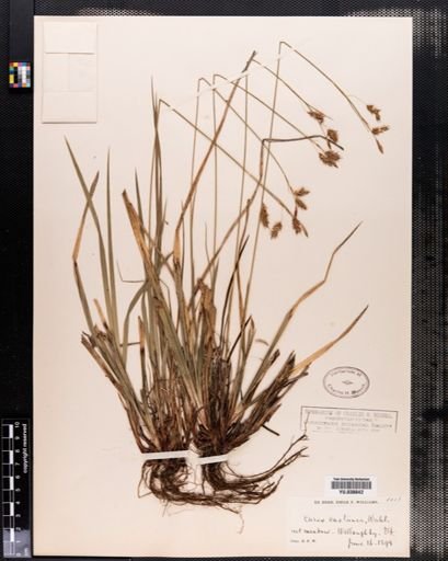 Carex