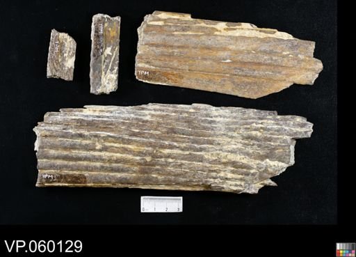 Xiphactinus?