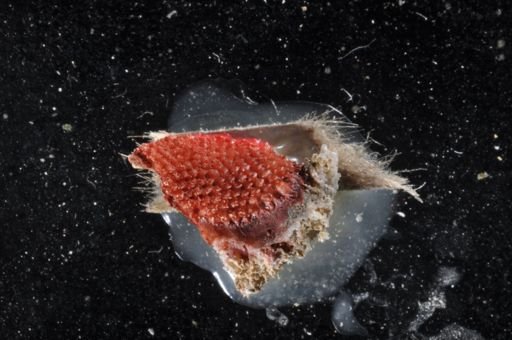 Rhynchozoon