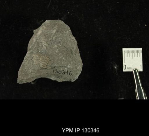 Phacops rana