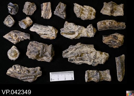 undet. Actinopterygii