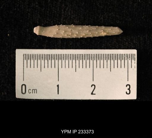 Archaeocidaris sp.