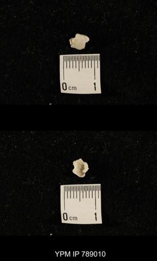 undet. Brachiopoda