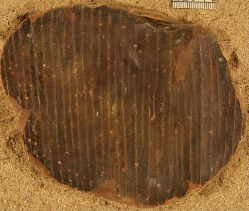 Calamites