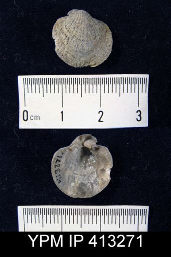 undet. Atrypidae