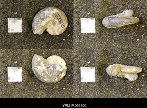 Discoscaphites conradi